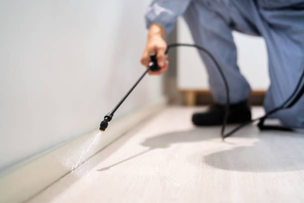 Licensed Wasp Removal service in Memphis, MI - Show Me Pest Control